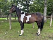 Super gentil poney 
