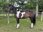 Super gentil poney 
