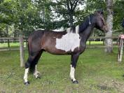 Super gentil poney 