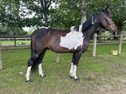 Super gentil poney 