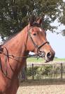 Hongre selle français 4 ans 1.73m