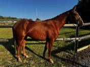 Hongre - SF - 4ans