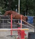 Hongre - SF - 4ans