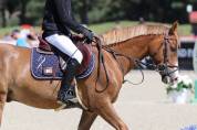 À vendre Hongre 7ans par Very Star Kerveyer 