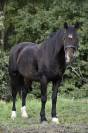 Super poney à vendre