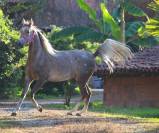 Magnifique pur sang arabe hongre 3 ans