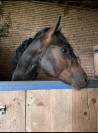 Entier connemara de 4 ans