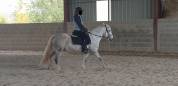 JUMENT CAMARGUE PP 4 ANS ET DEMI
