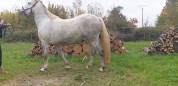 JUMENT CAMARGUE PP 4 ANS ET DEMI