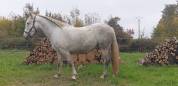 JUMENT CAMARGUE PP 4 ANS ET DEMI
