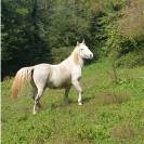 JUMENT CAMARGUE PP 4 ANS ET DEMI