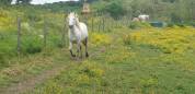 JUMENT CAMARGUE PP 5 ANS