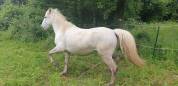 JUMENT CAMARGUE PP 5 ANS
