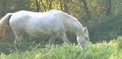 JUMENT CAMARGUE PP 4 ANS ET DEMI