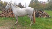 JUMENT CAMARGUE PP 4 ANS ET DEMI