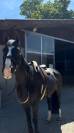 Mare Swiss Half Blood For sale 2012 Dark Bay