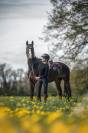 Mare Swiss Half Blood For sale 2012 Dark Bay
