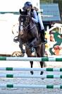 Mare Swiss Half Blood For sale 2012 Dark Bay
