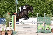 Mare Swiss Half Blood For sale 2012 Dark Bay