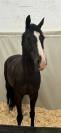 Mare Swiss Half Blood For sale 2012 Dark Bay
