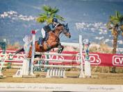 TOP CHEVAL A VENDRE 
