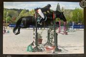 Hongre 11 ans super gentil
