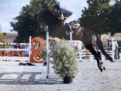 Hongre 11 ans super gentil