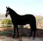 POTRO NEGRO PRE