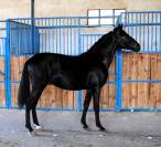 POTRO NEGRO PRE