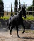POTRO NEGRO PRE