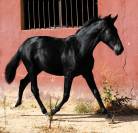 POTRO NEGRO PRE