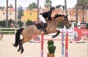 Jument de sport 