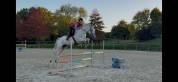 Cheval de sport SF par Padock du Plessis