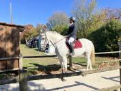 Cheval de sport SF par Padock du Plessis