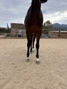 Trotteur 4ans 
