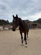 Trotteur 4ans 