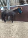 Poney hongre type shetland 