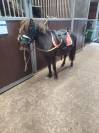 Poney hongre type shetland 