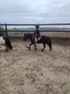 Poney hongre type shetland 