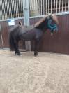 Poney hongre type shetland 