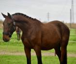 Stallone BWP Cavallo da Sangue Belgio In vendita 2022 Baio