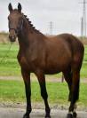 Stallone BWP Cavallo da Sangue Belgio In vendita 2022 Baio