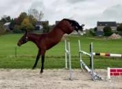 Stallone BWP Cavallo da Sangue Belgio In vendita 2022 Baio