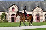 Poney par Safran Landai
