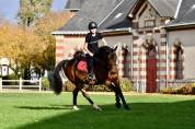 Poney par Safran Landai