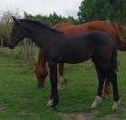 Foal par Pégase van't ruytershof 