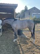 Jument sf pleine de blue tinka tilia 