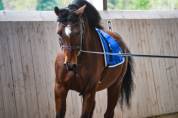 Hispano/arabe 