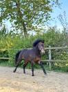 Etalon isabelle New Forest taille D pour saillie en IAC