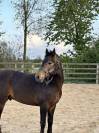 Etalon isabelle New Forest taille D pour saillie en IAC